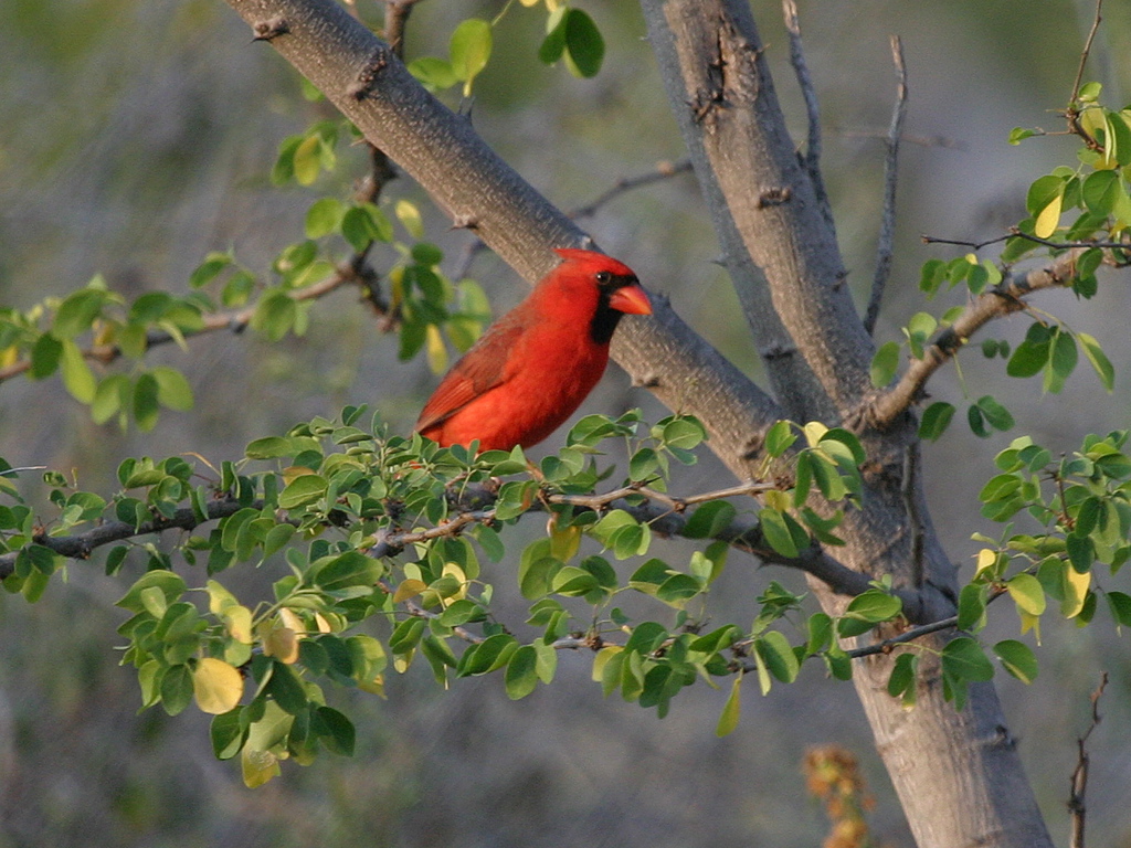 Northern Cardinal 002