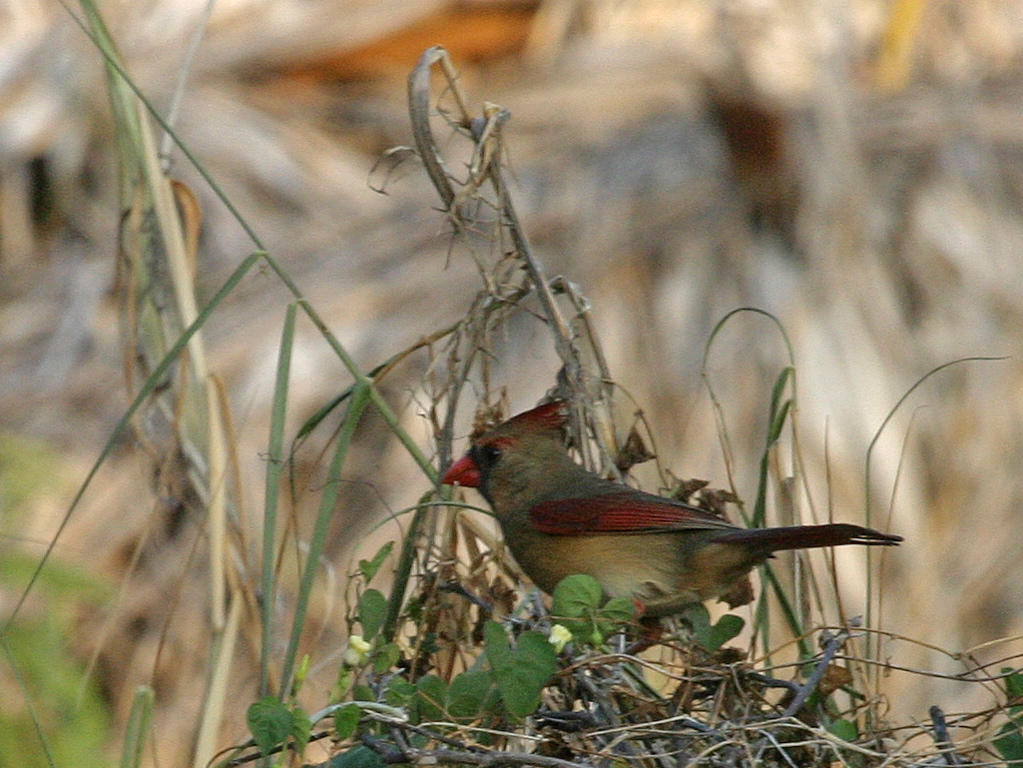 Northern Cardinal 003