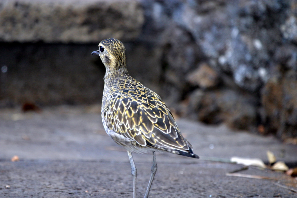 Pacific Golden Plover 031