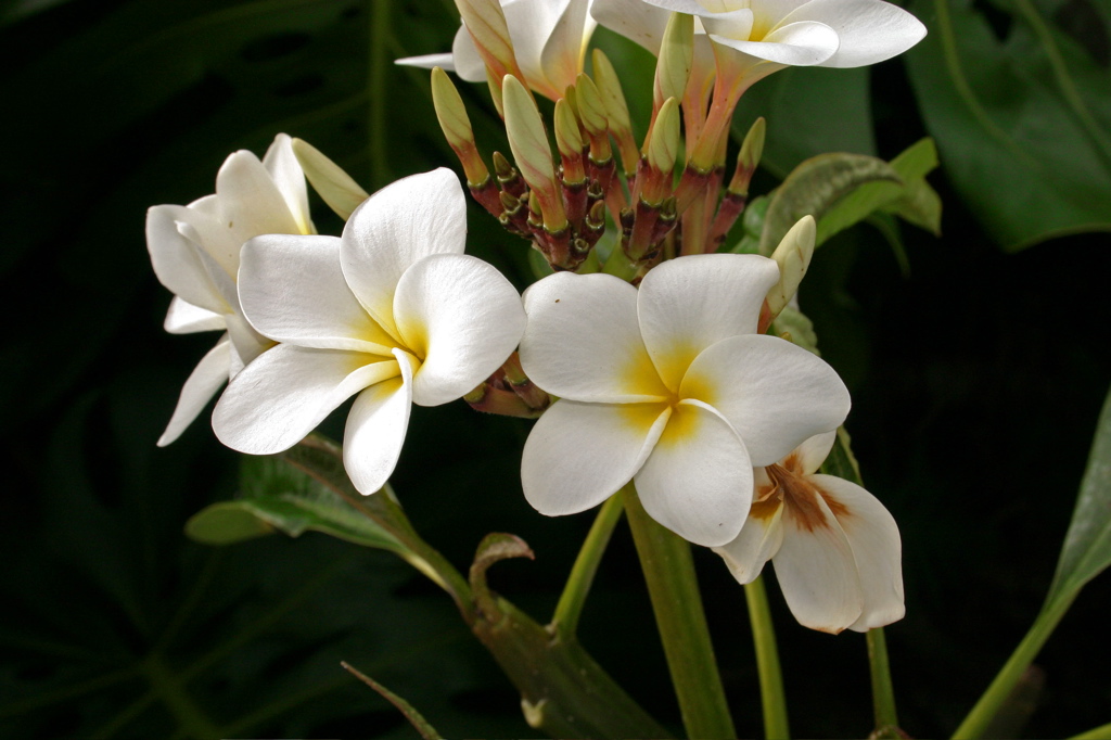 Plumeria 001