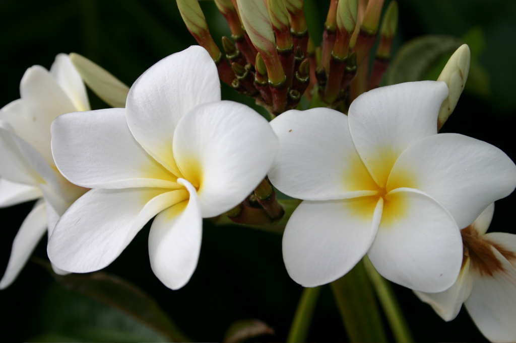 Plumeria 004