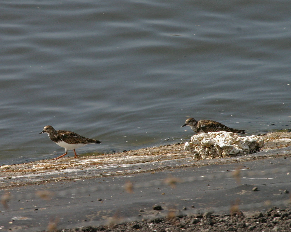 Ruddy Turnstone 018