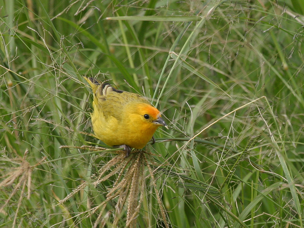 Saffron Finch 008