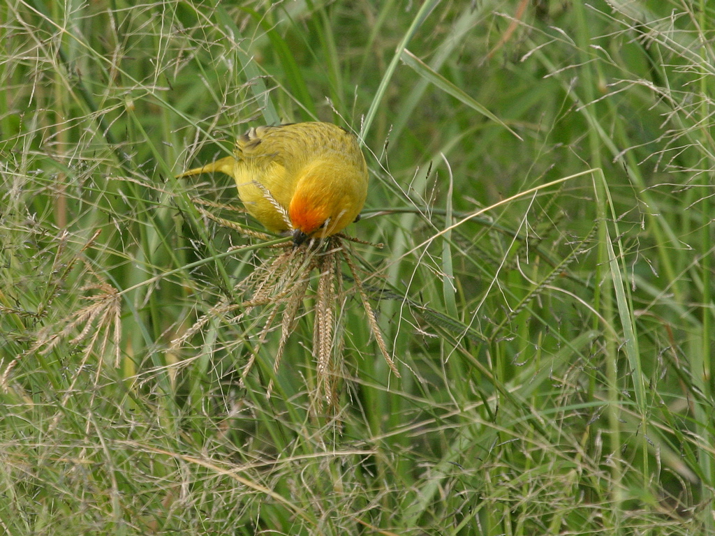 Saffron Finch 011