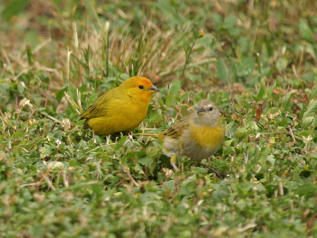 Saffron Finch 024