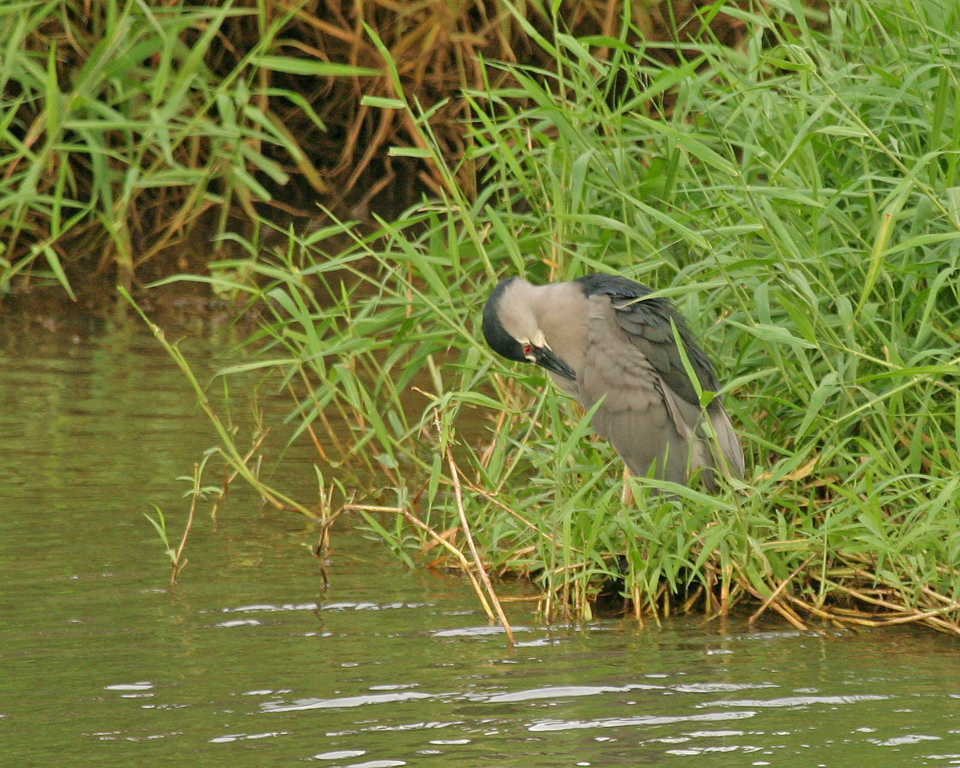 Black Crowned Night Heron Hunting 017