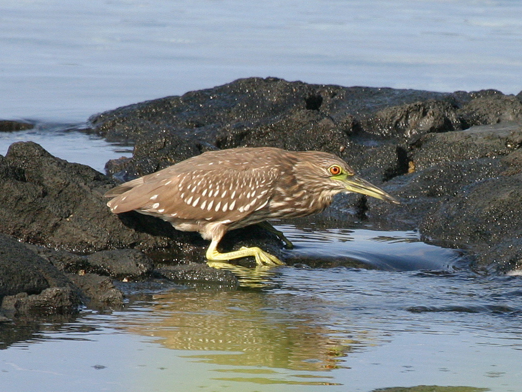 Black Crowned Night Heron Juvi 25