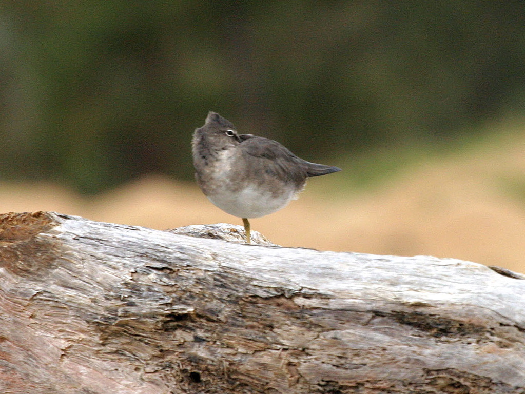 Wandering Tattler 022