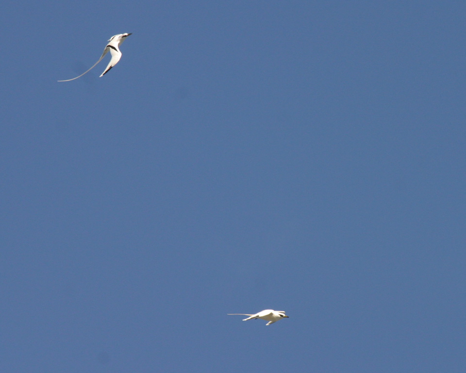 White Tailed Tropicbird 021