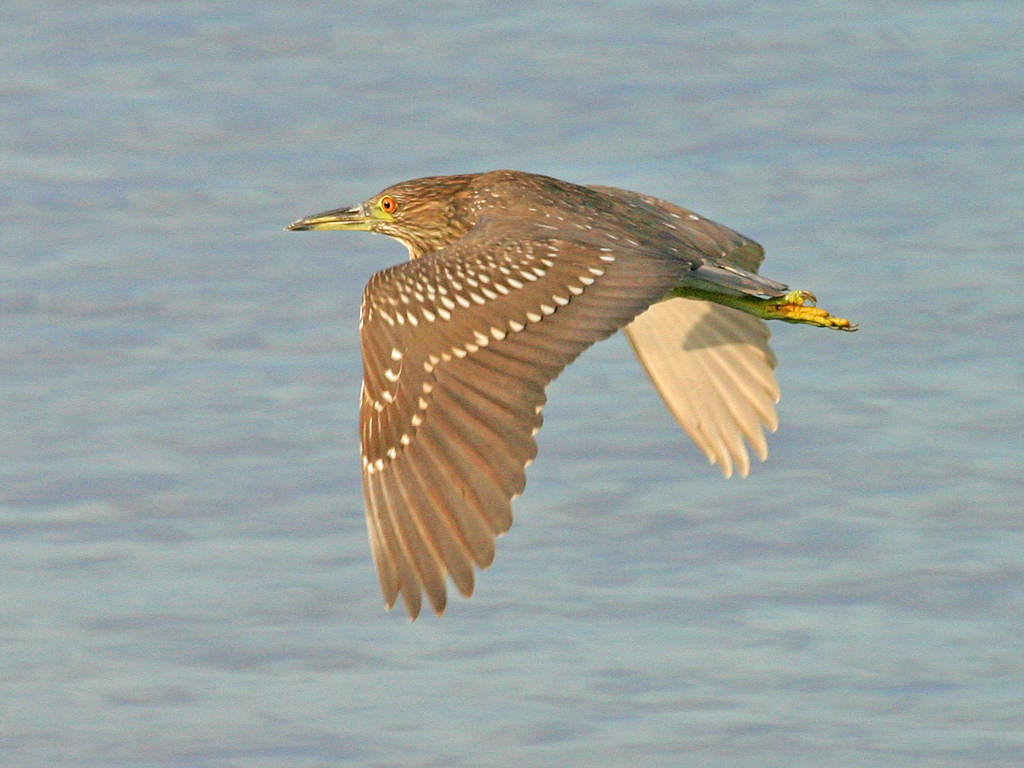 Black Crowned Night Heron Juvi 27