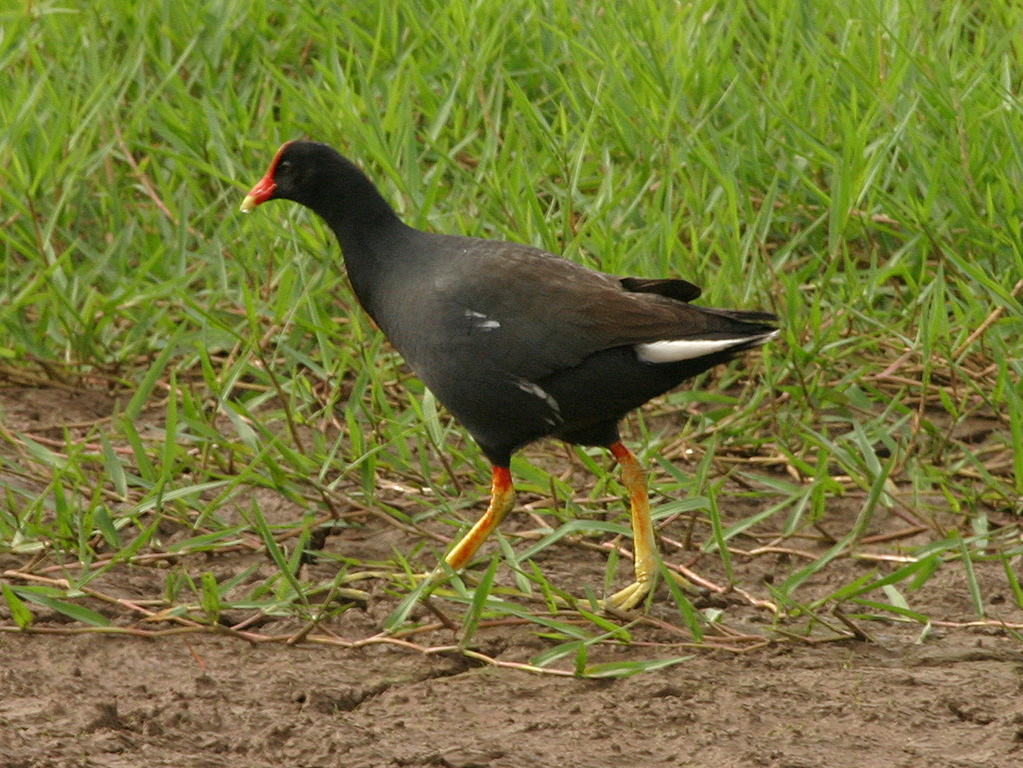 Common Moorhen 01