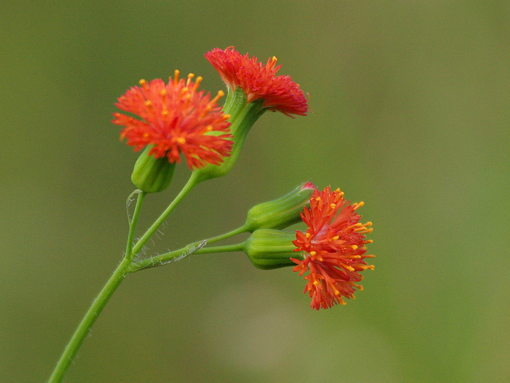 Flowers and Trees 025