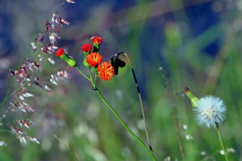 Flowers and Trees 033