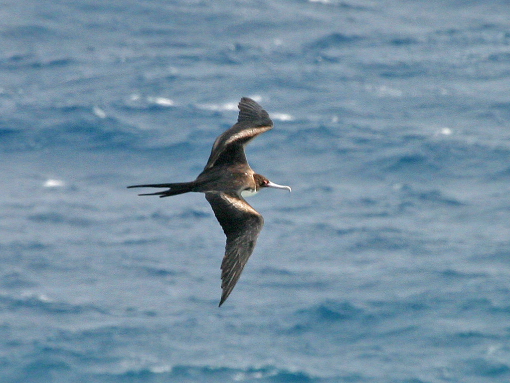 Great Frigate Bird 016