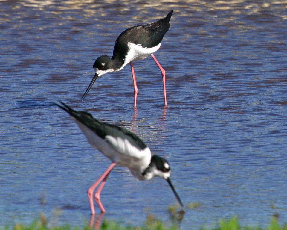 Hawaii Stilt 076