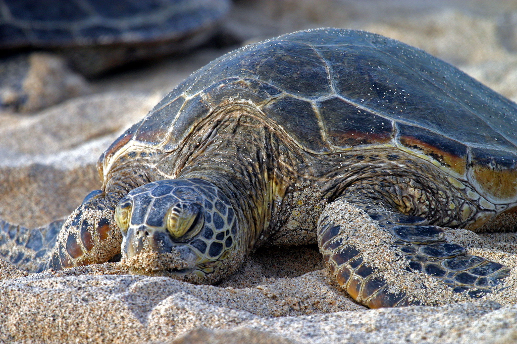 Hawaiian Green Sea Turtles 024