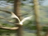Artisticly Blurred Cattle Egret 002.jpg
