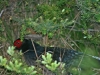 Black Pheasant 007.jpg