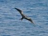 Great Frigate Bird 026.jpg