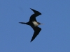 Great Frigate Bird 045.jpg
