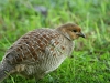 Grey Francolin 001.jpg