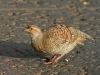 Grey Francolin 009.jpg