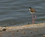 Hawaii Stilt 041.jpg