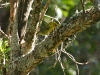 Hawaiian Creeper 01.jpg