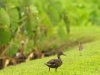 Hawaiian Duck 007.jpg