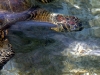 Hawaiian Green Sea Turtles 019.jpg