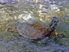 Hawaiian Green Sea Turtles 020.jpg