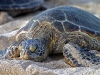 Hawaiian Green Sea Turtles 024.jpg