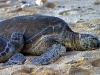 Hawaiian Green Sea Turtles 025.jpg