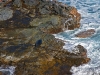 Hawaiian Monk Seal 020.jpg