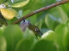 Japaneese White Eye 004.jpg