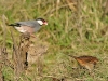 Java Sparrow 09.jpg