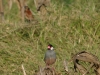 Java Sparrow 33.jpg