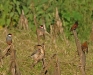 Java Sparrow 35.jpg