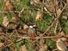 Java Sparrows 002.jpg