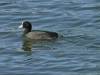 Kauai Coot 022.jpg