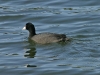 Kauai Coot 025.jpg