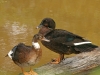 Kauai Resort Duck 005.jpg