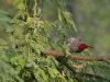 Lavendar Waxbill 003.jpg