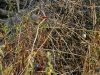 Lavendar Waxbill 014.jpg