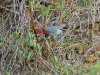 Lavender Waxbill 001.jpg