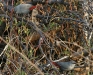 Lavender Waxbill 005.jpg