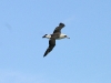 Laysan Albatross 003.jpg