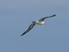 Laysan Albatross 007.jpg