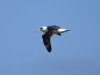 Laysan Albatross 069.jpg