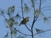 Meadowlark 009.jpg